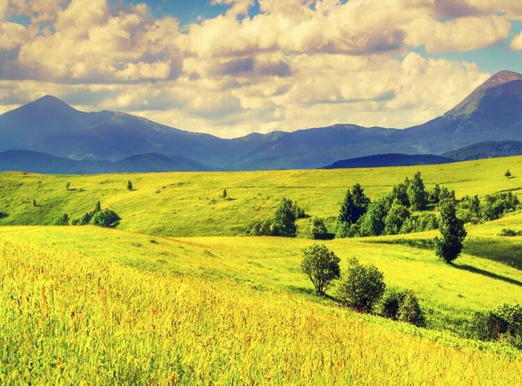 field with mountains in the background